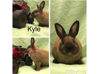 Adopt Kyle a Cinnamon Polish / Mixed (short coat) rabbit in West Palm Beach
