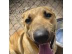 Adopt Nala a Tan/Yellow/Fawn German Shepherd Dog / Mixed dog in Kaufman