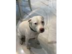 Adopt Hecate a White Labrador Retriever / Husky / Mixed dog in Dover