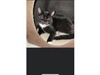 Adopt Maisie a Black & White or Tuxedo Domestic Shorthair (short coat) cat in