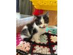 Adopt Clove a Black & White or Tuxedo Domestic Shorthair (short coat) cat in