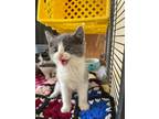 Adopt Cranberry a Gray or Blue (Mostly) Domestic Shorthair (short coat) cat in