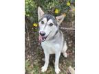 Adopt Lupita a Gray/Silver/Salt & Pepper - with White Husky / Mixed dog in
