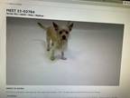 Adopt Squeaky a Tan/Yellow/Fawn - with White Terrier (Unknown Type