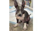 Adopt Hank a Gray/Silver/Salt & Pepper - with White Staffordshire Bull Terrier /