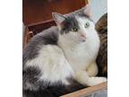 Adopt Star a White (Mostly) Domestic Shorthair / Mixed (short coat) cat in