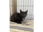 Adopt Dracula a All Black Domestic Shorthair (short coat) cat in Lloydminster