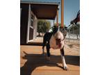 Adopt MARLEE a Black - with White Bull Terrier / Mixed dog in Palm Desert