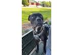 Adopt Tybee a Black - with White Boxer / Mixed dog in Zuni, VA (36410281)