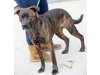 Adopt Vaughn (Neutered) a Brindle American Pit Bull Terrier / Mixed dog in