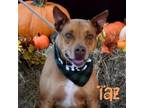 Adopt TAZ a American Staffordshire Terrier / Mixed dog in Palm City