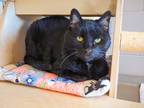 Adopt Bowie a Domestic Shorthair / Mixed (short coat) cat in Hyde Park