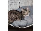 Adopt Birch a Brown Tabby Domestic Shorthair cat in Sedalia, CO (36502826)