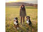 Experienced Oakley Pet Sitter Reliable & Caring Services‎