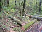 Free Firewood- Seasoned Oak -Tupelo, MS. Area