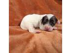 Cavapoo Puppy for sale in Elgin, SC, USA