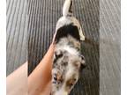 Australian Cattle Dog-Texas Heeler Mix PUPPY FOR SALE ADN-783657 - TEXAS HEELERS