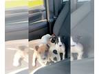 Jack Russell Terrier PUPPY FOR SALE ADN-783756 - Jack Russel terrier