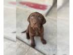 Labrador Retriever PUPPY FOR SALE ADN-783767 - Black and brown labrador puppies