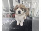 Great Bernese PUPPY FOR SALE ADN-783789 - Bernese moutain dog x Great Pyrenees