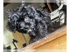 YorkiePoo PUPPY FOR SALE ADN-783915 - Yorkipoo Pups