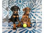 Doberman Pinscher PUPPY FOR SALE ADN-783960 - Zeus X Iris