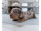 Dachshund PUPPY FOR SALE ADN-783961 - Drax Puppy