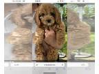 Cavapoo PUPPY FOR SALE ADN-783963 - 2 Apricot females