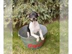 Rat Terrier PUPPY FOR SALE ADN-783969 - Remington