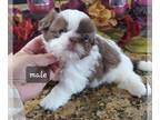 Shih Tzu PUPPY FOR SALE ADN-783981 - Nutella is now available
