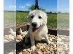 Great Pyrenees PUPPY FOR SALE ADN-784012 - Great Pyrenees puppies
