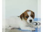 Jack Russell Terrier-Shih Tzu Mix PUPPY FOR SALE ADN-784036 - Jack Russell Mix