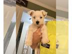 West Highland White Terrier PUPPY FOR SALE ADN-784037 - Westie