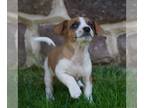 Jack Russell Terrier PUPPY FOR SALE ADN-784046 - Jack Russell