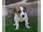 Jack Russell Terrier PUPPY FOR SALE ADN-784047 - Jack Russell