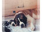 Saint Bernard PUPPY FOR SALE ADN-784052 - Saint Bernard Puppies