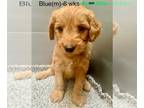 Goldendoodle PUPPY FOR SALE ADN-784059 - Mini Goldendoodles