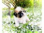 Shih Tzu PUPPY FOR SALE ADN-784064 - Pocket shitzu