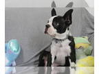 Boston Terrier PUPPY FOR SALE ADN-784066 - Health cert and ready to go