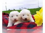 Samoyed PUPPY FOR SALE ADN-784067 - Handsome AKC Registered Brothers