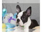 Boston Terrier PUPPY FOR SALE ADN-784068 - Health cert and ready to go