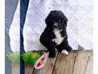 Miniature Bernedoodle-Poodle (Standard) Mix PUPPY FOR SALE ADN-784070 -