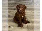 Double Doodle PUPPY FOR SALE ADN-784077 - 10 Apricot and Black Double Doodles