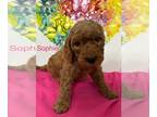 Double Doodle PUPPY FOR SALE ADN-784077 - 10 Apricot and Black Double Doodles