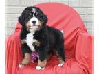 Bernese Mountain Dog PUPPY FOR SALE ADN-784079 - AKC Bernese Mountain Dog For