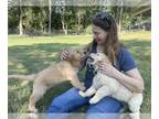 Golden Retriever PUPPY FOR SALE ADN-784084 - Mckinney Golden Retriever Puppies