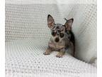 Chihuahua PUPPY FOR SALE ADN-784090 - Chihuahua Merle