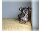 Chihuahua PUPPY FOR SALE ADN-784091 - Merle female Chihuahua
