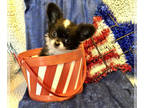 Chihuahua PUPPY FOR SALE ADN-784093 - AKC Marvel