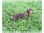 Dachshund PUPPY FOR SALE ADN-784097 - Male mini dachshund